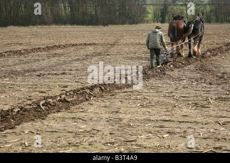 Landwirt mit Shire Horses um ein Feld zu pflügen Stockfoto