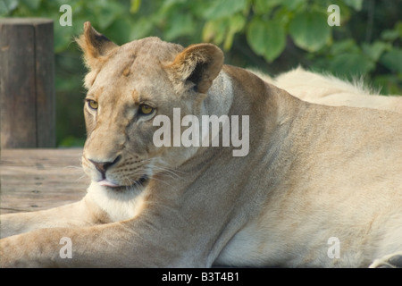 Liegenden Löwin in einem Wildpark Stockfoto