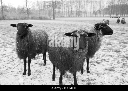Drei Gotland Schafe eine schwedische Rasse bekannt dafür s seidigen Fell und es s freundliche Neugier Stockfoto