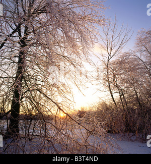 Wintersturm lässt Bäume und Gräser, eingehüllt in Eis und Schnee. Stockfoto