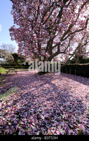 Magnolie mit abgefallene Blütenblätter, Vorgarten, Cambridge, New Zealand Streuung. Stockfoto