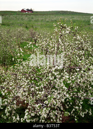 APFELBAUM IM FRÜHJAHR BLÜHEN, PETERS OBSTGÄRTEN; ES GIBT 20.000 HEKTAR OBSTGÄRTEN IM ADAMS COUNTY, PENNSYLVANIA, USA Stockfoto