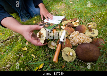 Frau, die Identifizierung im Wald frisch gepflückt Speisepilze Stockfoto