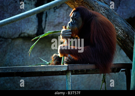 Ein Orang-Utan hat einen Snack im Audubon Zoo in New Orleans, Louisiana. Stockfoto