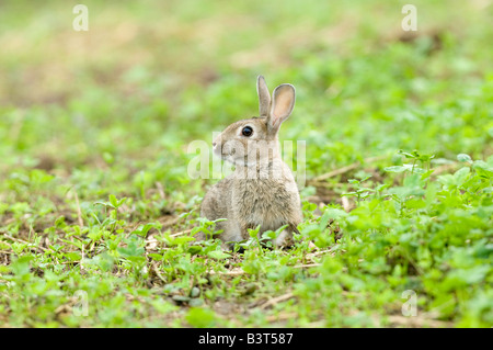 Europäische Kaninchen Oryctolagus Cuniculus sitzen im Bereich der neu gesetzte Klee Appleby Cumbria Stockfoto