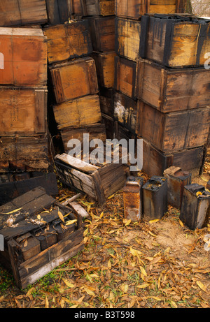 Holzkisten mit undichten Metall Dosen. Stockfoto