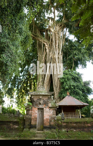 Bei Padangaling (Bali), eine echte Pflanze Kathedrale: das Banyan. Ein Padangaling (Bali), Une Véritable Cathédrale Végétale: le Banian. Stockfoto