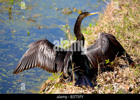 Anhinga Wasser Türkei Anhinga Anhinga Leucogaster Florida Stockfoto