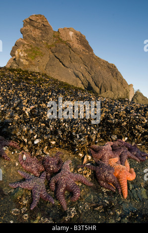 Ochre Seastars (Pisaster ochraceus) feeding on mussel beds, Washington, Olympic National Park, Shi Shi Beach Stockfoto