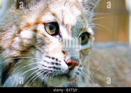 Bobcat Stockfoto