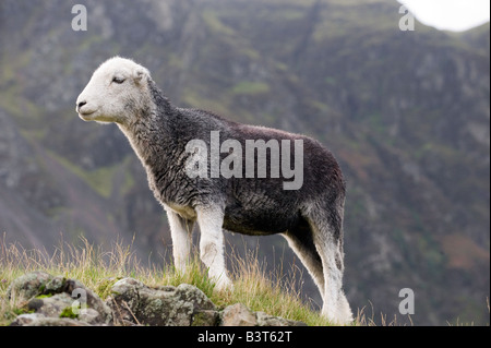Herdwick Schaf ein hardy native Schaf auf Moorland im englischen Lake District Stockfoto