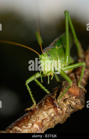 Große grüne Bush Cricket (Warze-Beißer) (Lat. Decticus Verrucivorus), Schweden Stockfoto