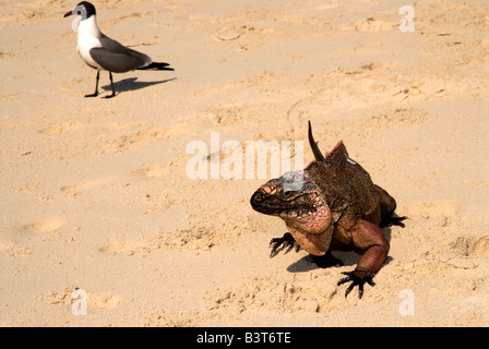 Leguan und Möwe am Strand, Blatt Cay, Exuma, Bahamas Stockfoto