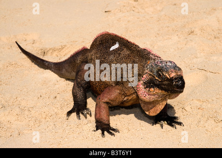 Leguan am Strand, Blatt Cay, Exuma, Bahamas Stockfoto