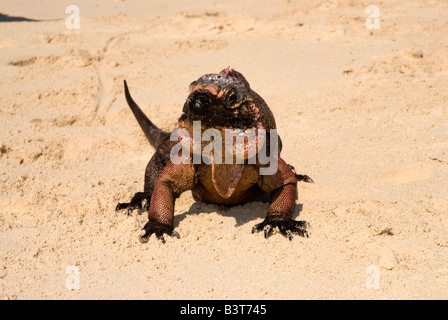 Leguan am Strand, Blatt Cay, Exuma, Bahamas Stockfoto