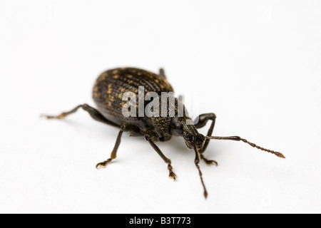 schwarzer Dickmaulrüssler Stockfoto