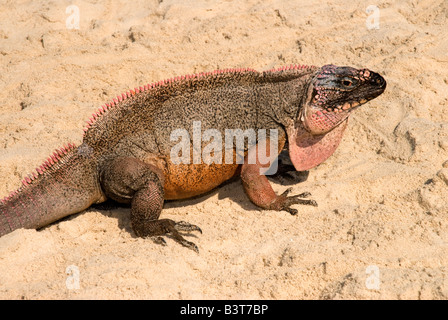 Leguan am Strand, Blatt Cay, Exuma, Bahamas Stockfoto