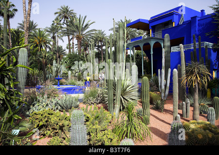 Marokko, Tanger. Die subtropischen Jardin Majorelle in der Ville Nouvelle von Marrakesch. Entworfen von dem französischen Maler Jacques Majorelle lebte hier von 1922 bis 1962, gehört jetzt der Modeschöpfer Yves Saint-Laurent. Das blaue Zentralgebäude ist auch Heimat für das Museum für islamische Kunst. Stockfoto