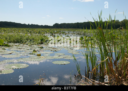 Sumpf und Schilf am Great Meadows National Wildlife Refuge (Concord Unit) in Concord, Massachusetts. Stockfoto