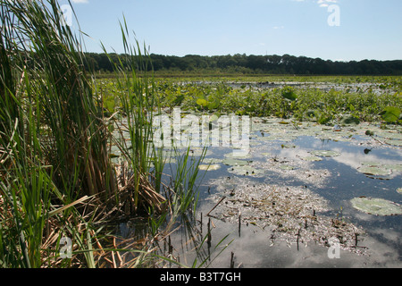 Sumpf und Schilf am Great Meadows National Wildlife Refuge (Concord Unit) in Concord, Massachusetts. Stockfoto