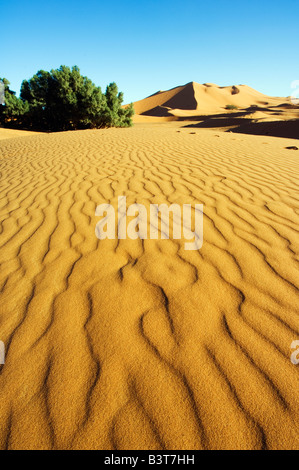 Marokko, Merzouga, Erg Chebbi. Sanddünen Ripple Muster Stockfoto