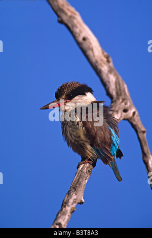 Afrika, Botswana, Moremi Widlife Reserve. Porträt von einem gestreiften Kingfisher (Halcyon Chelicuti) Stockfoto