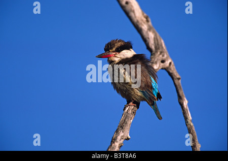 Afrika, Botswana, Moremi Widlife Reserve. Porträt von einem gestreiften Kingfisher (Halcyon Chelicuti) Stockfoto