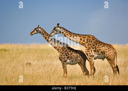 Männliche und weibliche Masai-Giraffen nur vor der Paarung, Masai Mara Game Reserve, Kenia, Afrika. Giraffa Plancius tippelskirchi Stockfoto