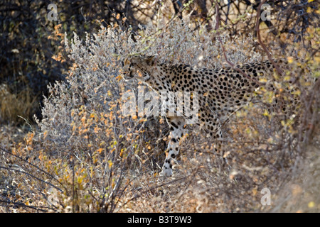 Camoflaged Gepard im Busch, Acinonyx Jubatus, Samburu Game Reserve, Kenia, Afrika Stockfoto