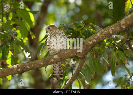 Mauritius. Die endemische Mauritius-Turmfalke Falco punctatus Stockfoto