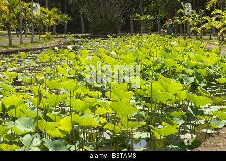 Mauritius Pamplemousses Stockfoto