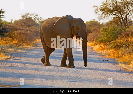 Afrika, Etosha NP. Young Female afrikanischer Elefant (Loxodonta Africana) Kreuzung Straße im Busch. Stockfoto