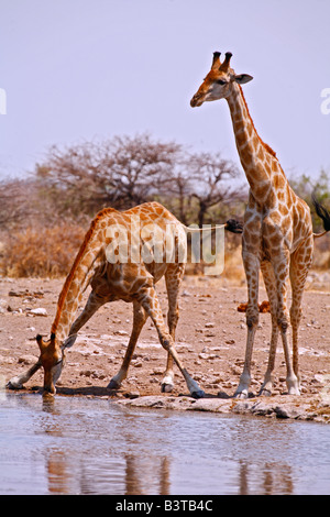 Zwei Kenianer oder Masaii Giraffe trinken am Wasserloch.  Etosha NP, Namibia. Stockfoto