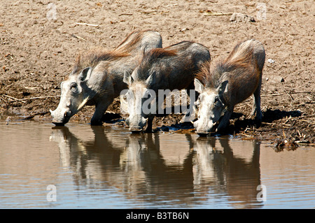 Afrika, Namibia, Etosha NP.  Warzenschweine (Phacochoerus Aethiopicus). Drei Durst an einer Wasserstelle. Stockfoto