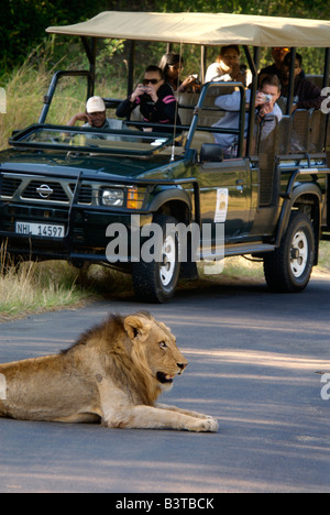 Afrika, Südafrika, KwaZulu Natal, Touristen, die Löwen im Hluhluwe-Umfolozi-Nationalpark anzeigen Stockfoto