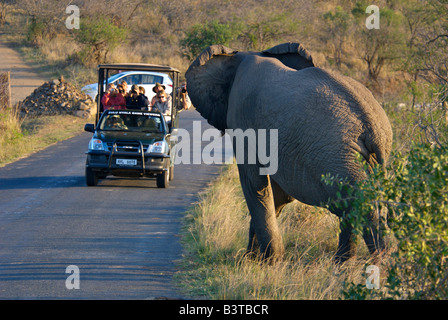 Afrika, Südafrika, KwaZulu Natal, Pirschfahrt Begegnung mit Elefanten in Hluhluwe Umfolozi Nationalpark (MR) Stockfoto