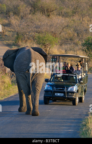 Afrika, Südafrika, KwaZulu Natal, Pirschfahrt Begegnung mit Elefanten in Hluhluwe Umfolozi Nationalpark (MR) Stockfoto