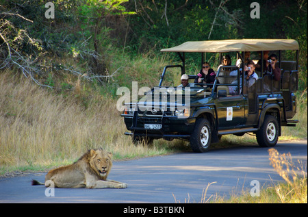 Afrika, Südafrika, KwaZulu Natal, Touristen, die Löwen im Hluhluwe-Umfolozi-Nationalpark anzeigen Stockfoto