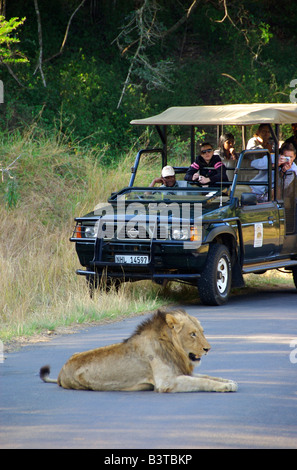 Afrika, Südafrika, KwaZulu Natal, Touristen, die Löwen im Hluhluwe-Umfolozi-Nationalpark anzeigen Stockfoto