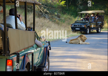 Afrika, Südafrika, KwaZulu Natal, Touristen, die Löwen im Hluhluwe-Umfolozi-Nationalpark anzeigen Stockfoto