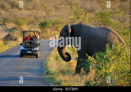 Afrika, Südafrika, KwaZulu Natal, Pirschfahrt Begegnung mit Elefanten in Hluhluwe Umfolozi Nationalpark (MR) Stockfoto