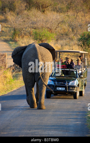 Afrika, Südafrika, KwaZulu Natal, Pirschfahrt Begegnung mit Elefanten in Hluhluwe Umfolozi Nationalpark (MR) Stockfoto