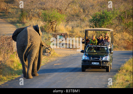 Afrika, Südafrika, KwaZulu Natal, Pirschfahrt Begegnung mit Elefanten in Hluhluwe Umfolozi Nationalpark (MR) Stockfoto