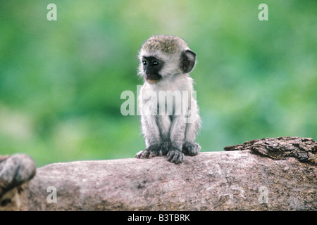 Afrika, Tansania, Ngorogoro Krater. Nahaufnahme der wilden Vervet Affen Baby auf Log. Stockfoto