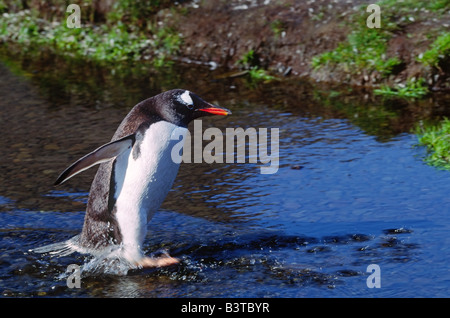 Südlichen Ozean, Deception Island. Ein Gentoo Penguin (Pygoscelis Papua) über einen Bach Stockfoto