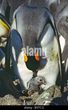 Südlichen Ozean, South Georgia Island. Nahaufnahme von einem Königspinguin (Aptenodytes Patagonicus) mit einem frisch geschlüpften Küken Stockfoto