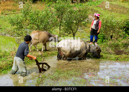 Asien, China, Yunnan Provinz, Yuanyang County. Hani Mann Kassen überschwemmten Reisterrassen mit Wasserbüffel in der Nähe von Mengpin. Stockfoto