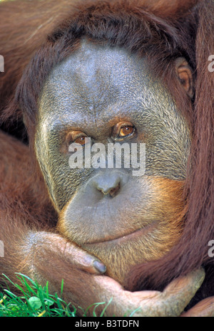 Ozeanien, Indonesien, Sumatra. Sumatra-Orang-Utan (Pongo Pygmaeus Abelii) Stockfoto