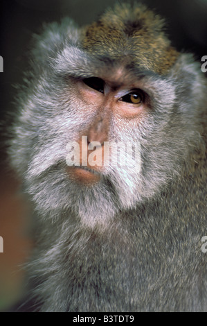 Ozeanien, Indonesien, Bali, Ubud. Lange tailed Makaken in heiliger Affenwald. Stockfoto