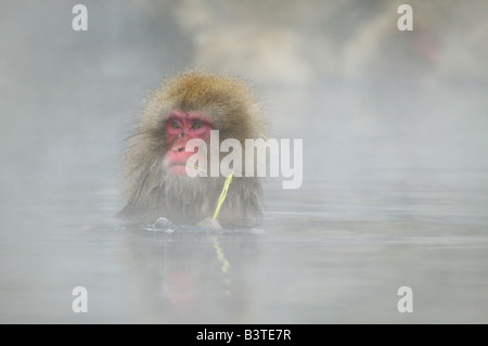 Japan, Affenpark Jigokudani. Eine Schnee-Affe isst einen grasbewachsenen Snack während der Sitzung in einer heißen Quelle. Stockfoto